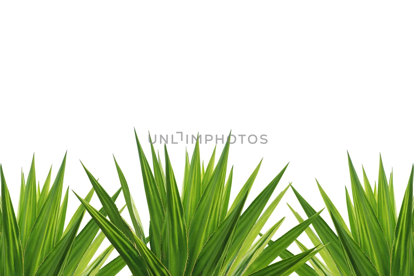 Agave plant isolated on white background