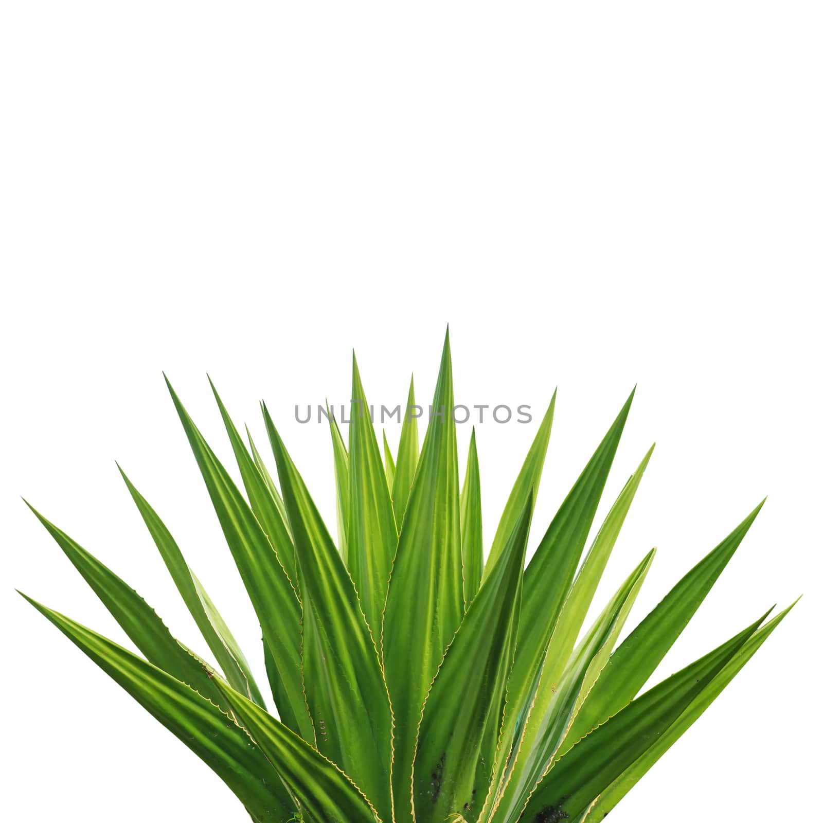 Agave plant isolated on white background