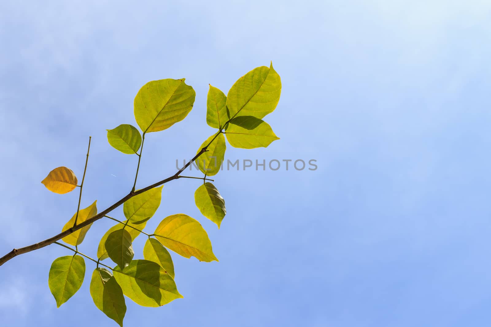 Tree leaves on blue sky background