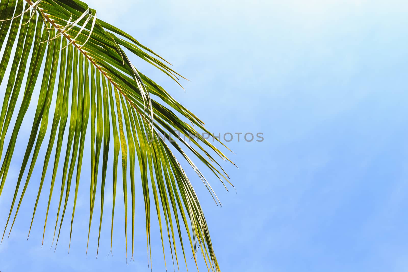 Coconut leaf on blue sky background