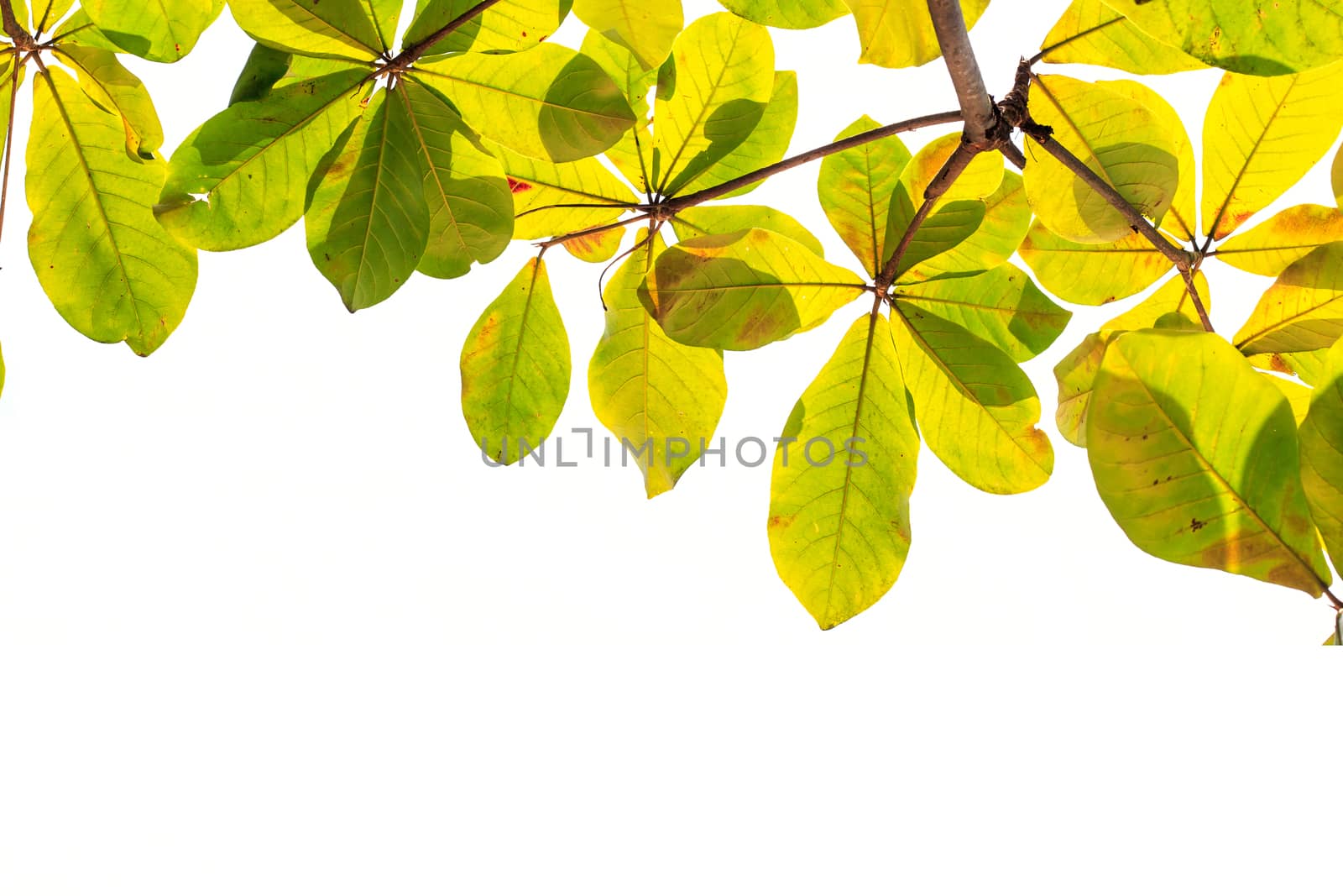 Tree leaves isolated on white background