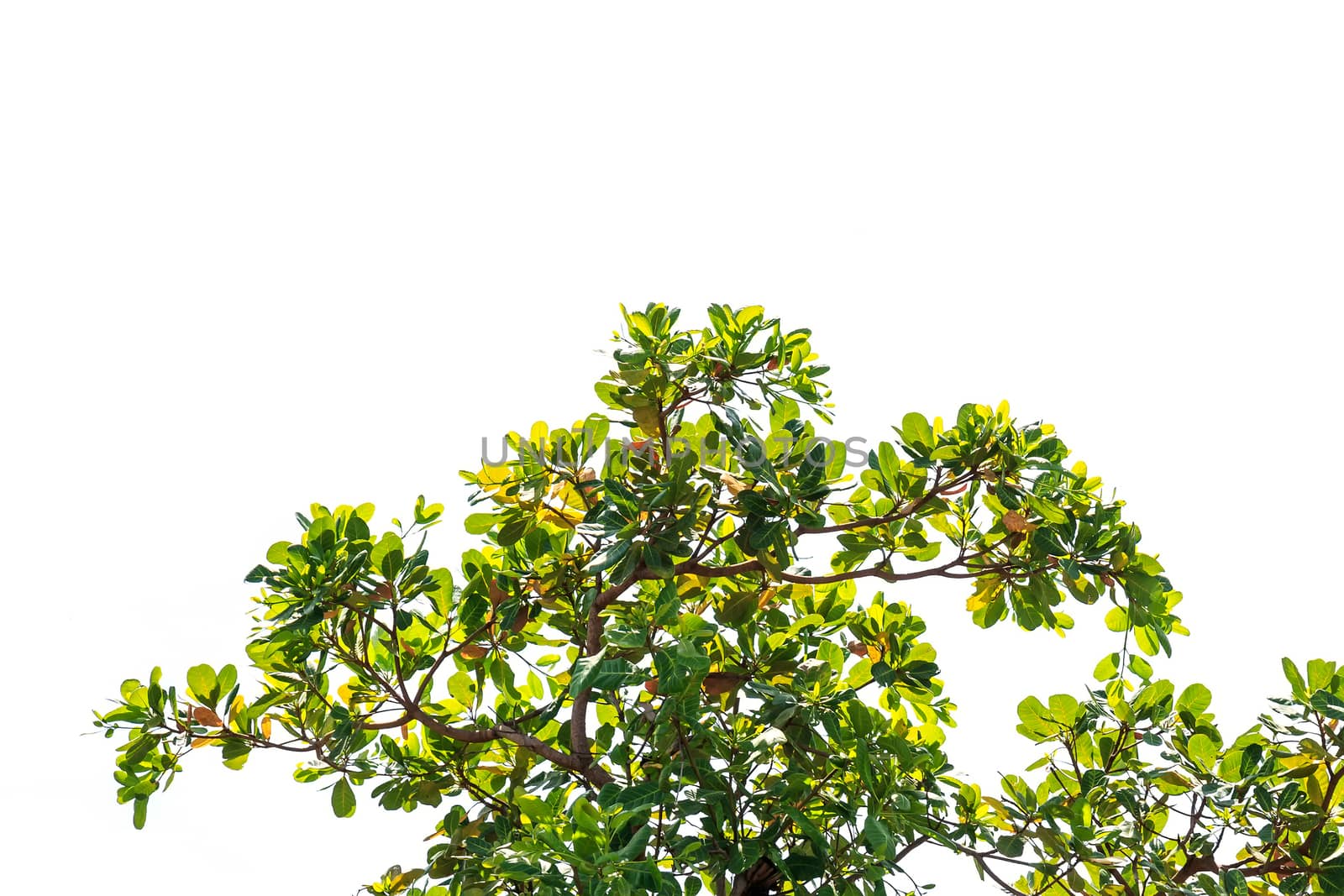 Tree leaves isolated on white background