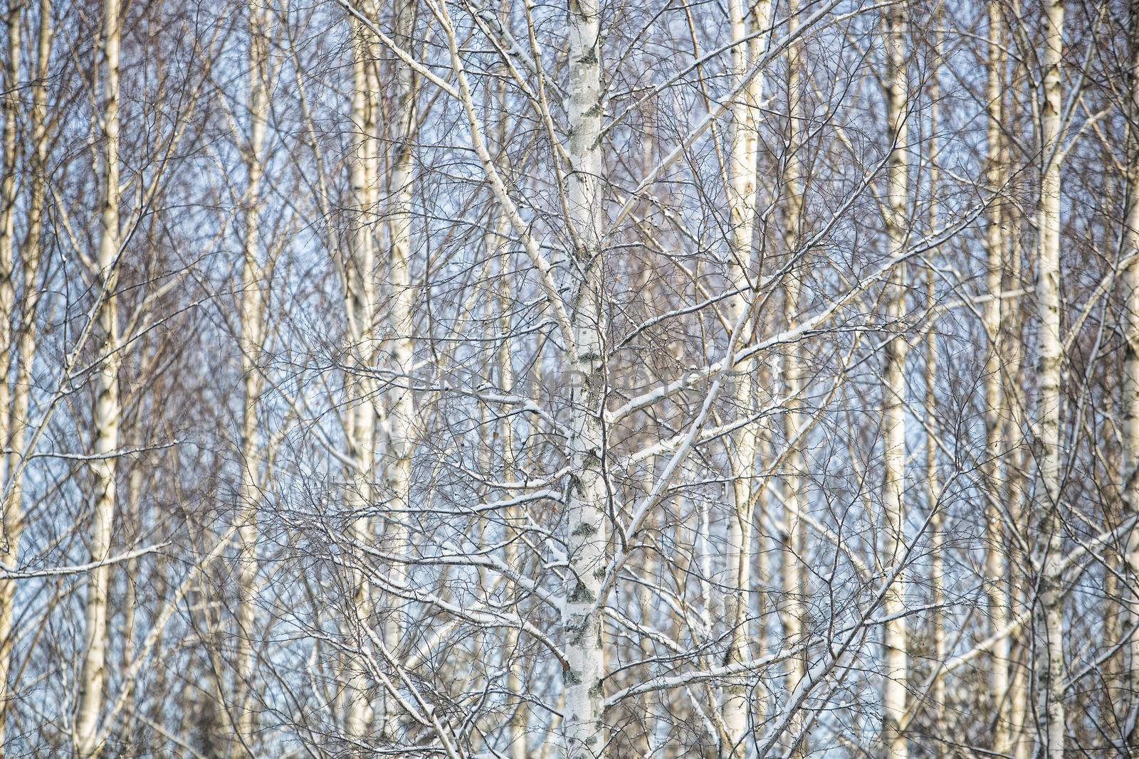 Birch Trees Full Frame by gemenacom