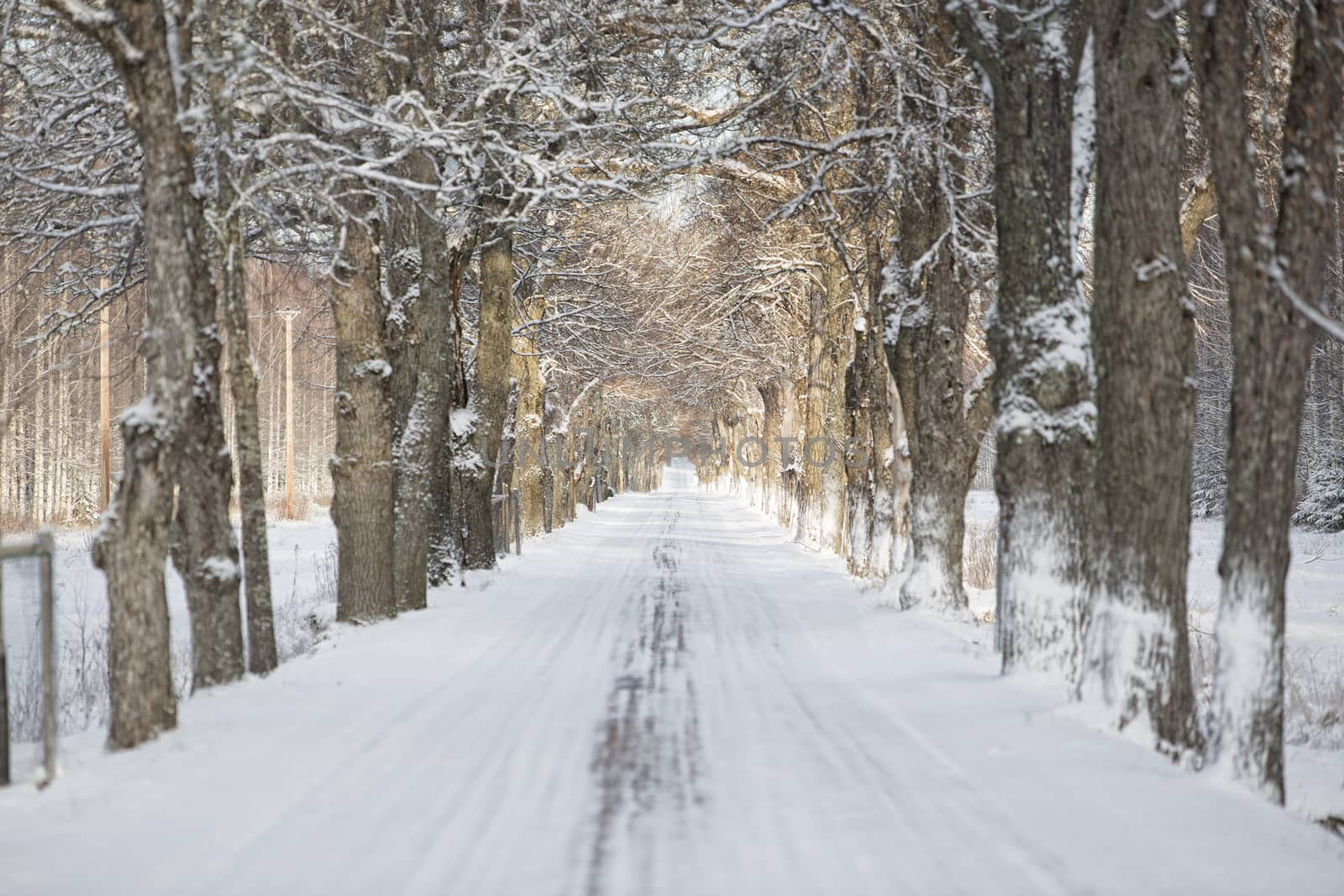 Winter alley with selective focus on a sunny day