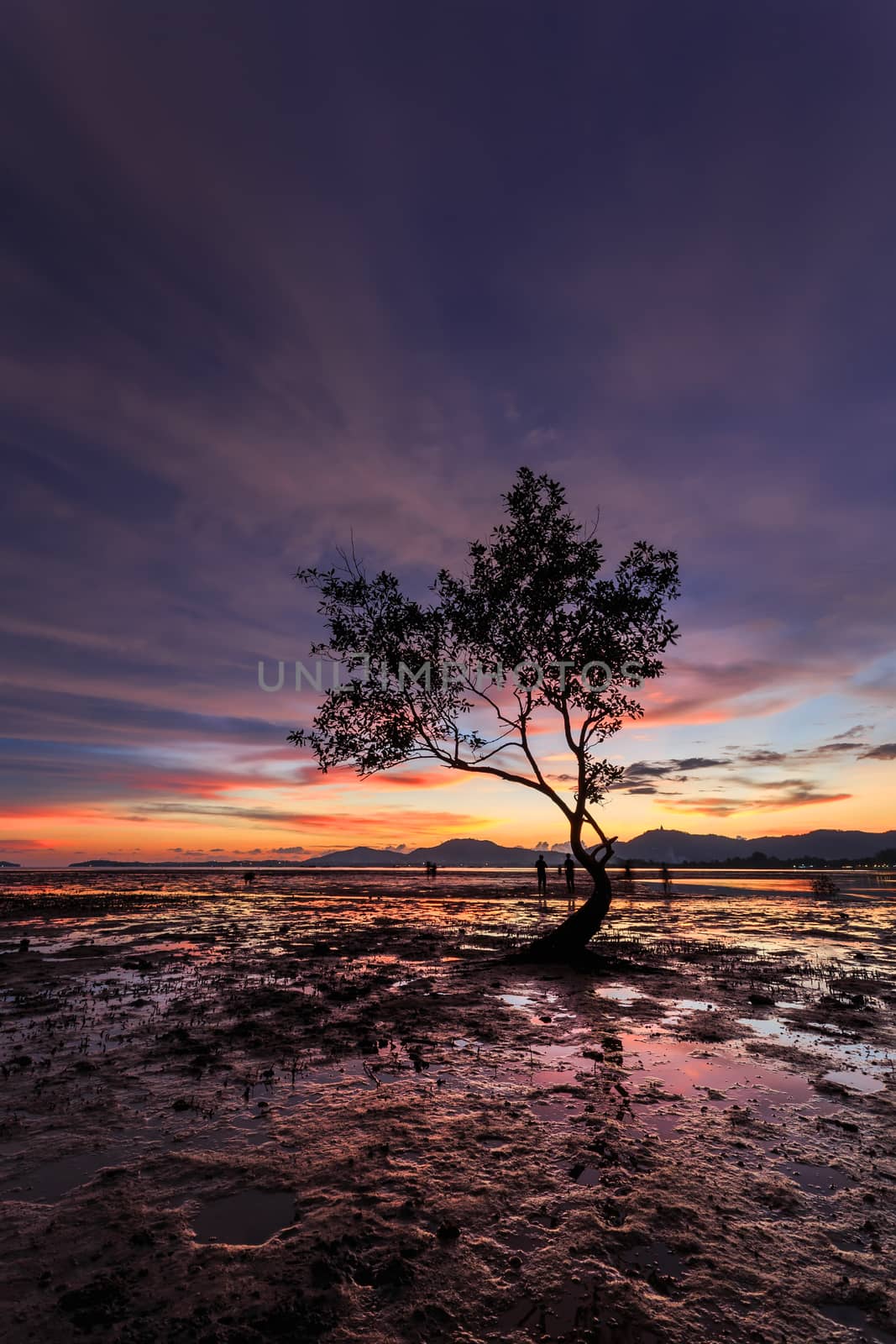 Silhouettes of tree branch at sunset beach in Phuket, Thailand