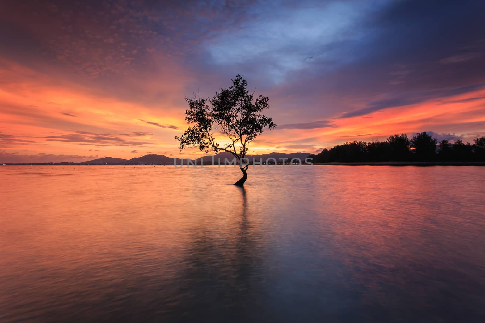 Silhouette of tree at the sea in sutset time