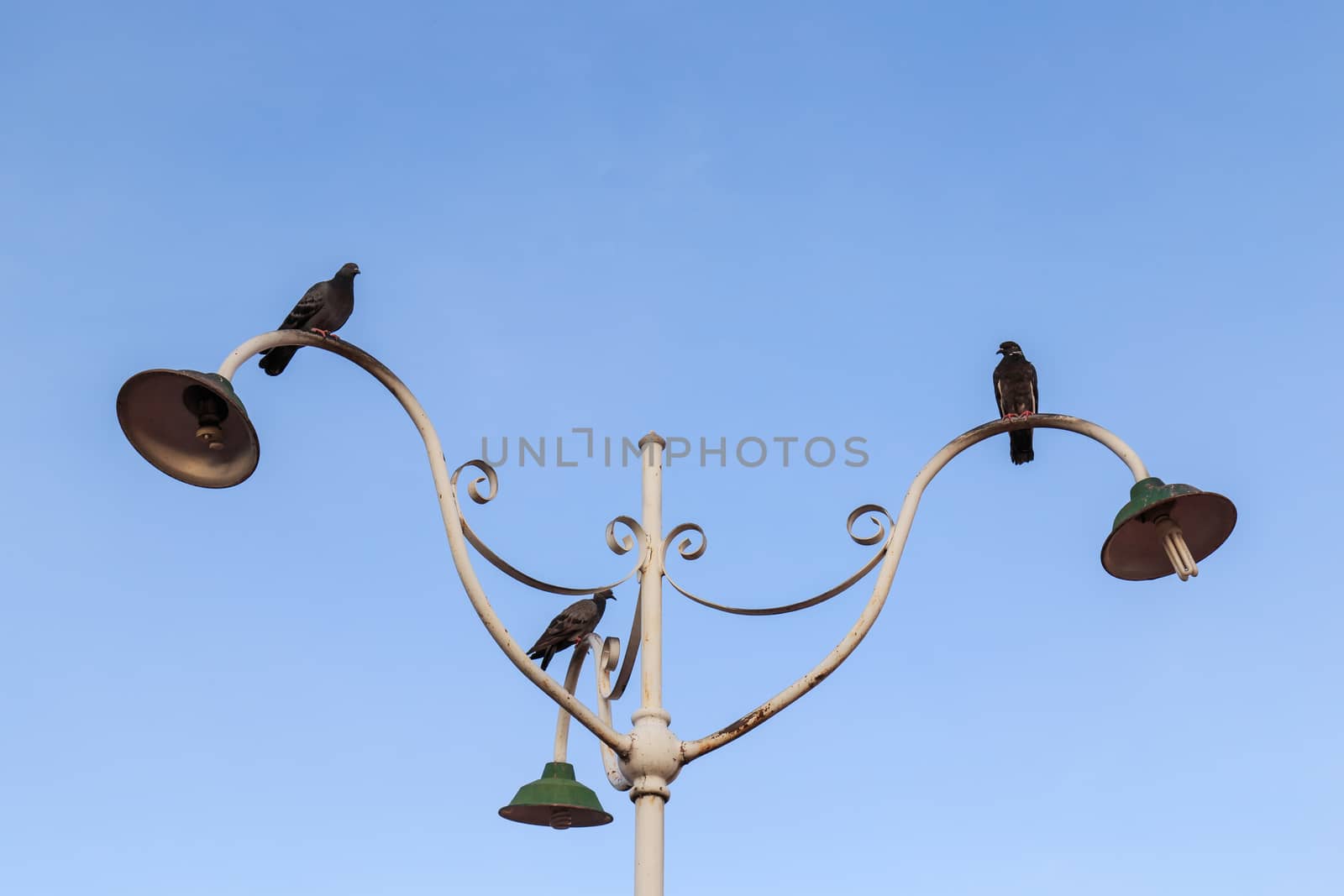 Birds stand on light pole