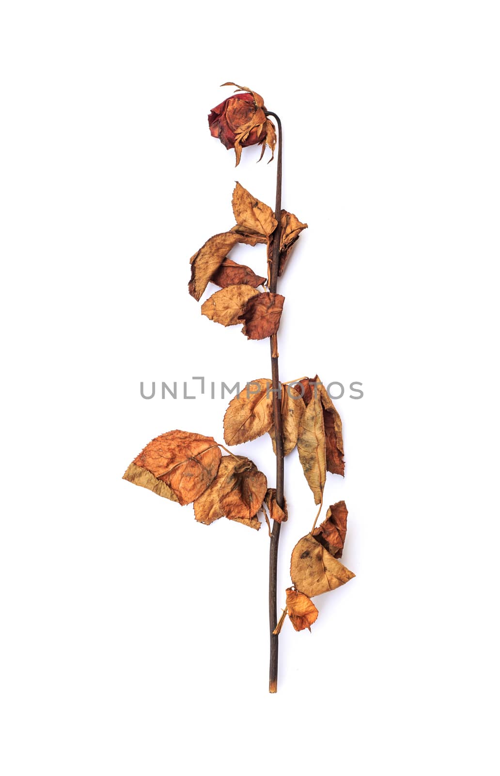 Dried rose isolated on white background
