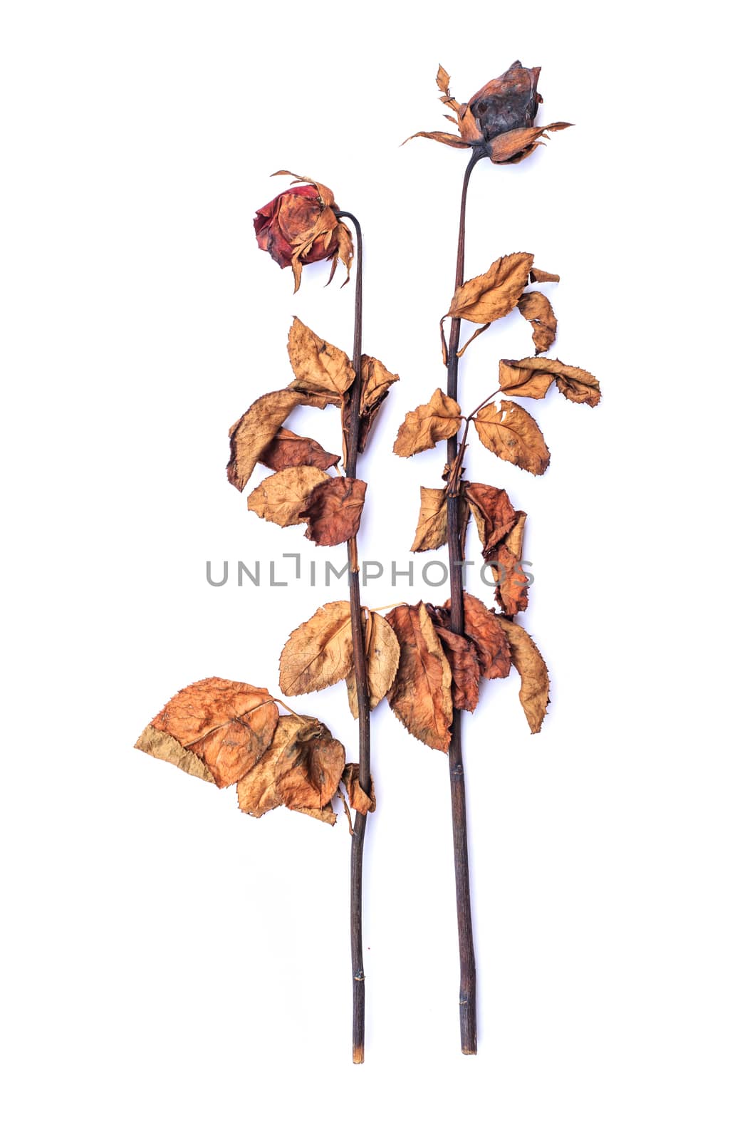 Dried rose isolated on white background