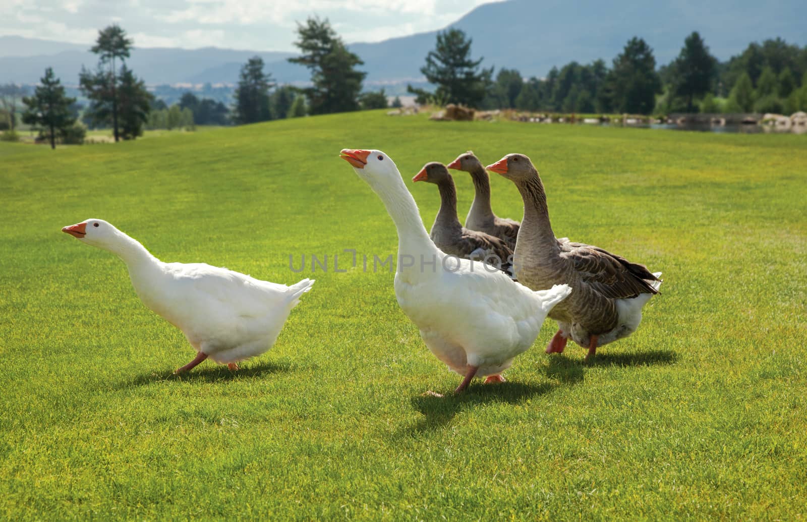 Flock of geese standing on fresh green grass.