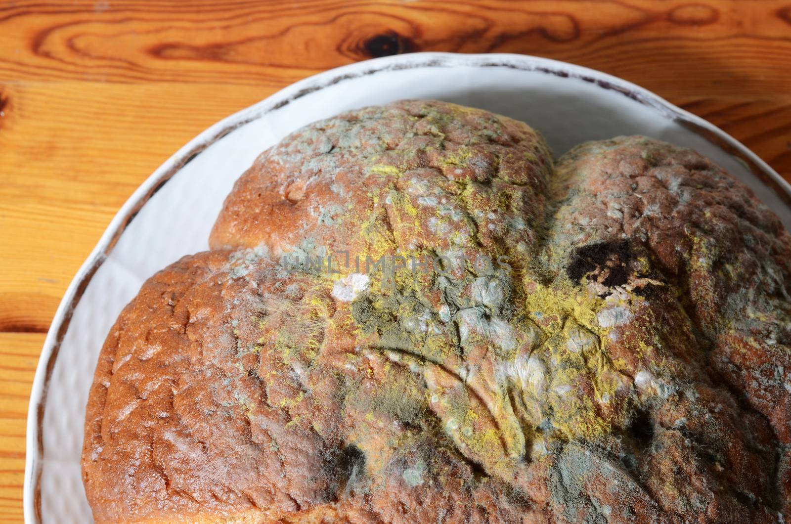 moldy bread