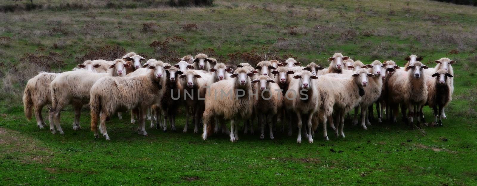 Compact flock of sheep posing for camera shot