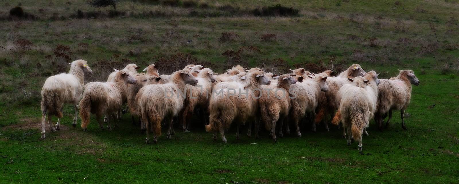 Flock of sheep from rear by Mag6619