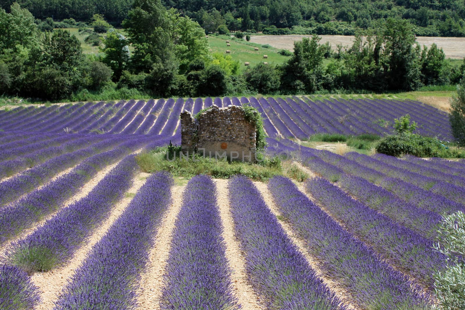 Ruin in the middle of lavender fields by Mag6619