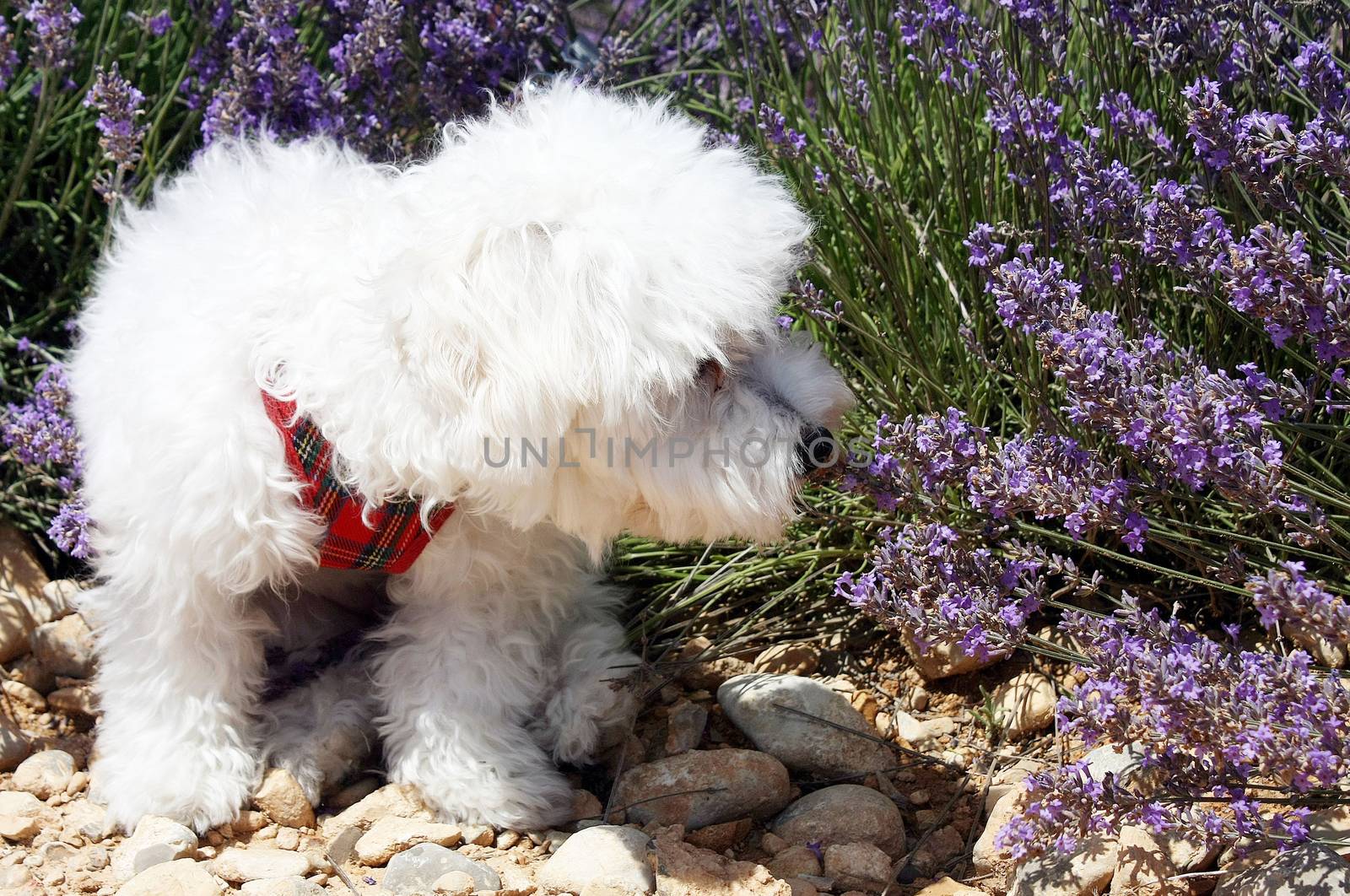 White dog smelling lavender flowers by Mag6619