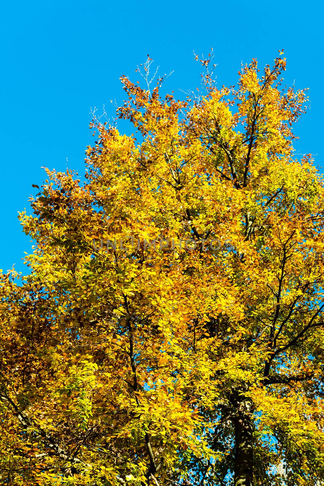 Autumn foliage against blue sky by franky242