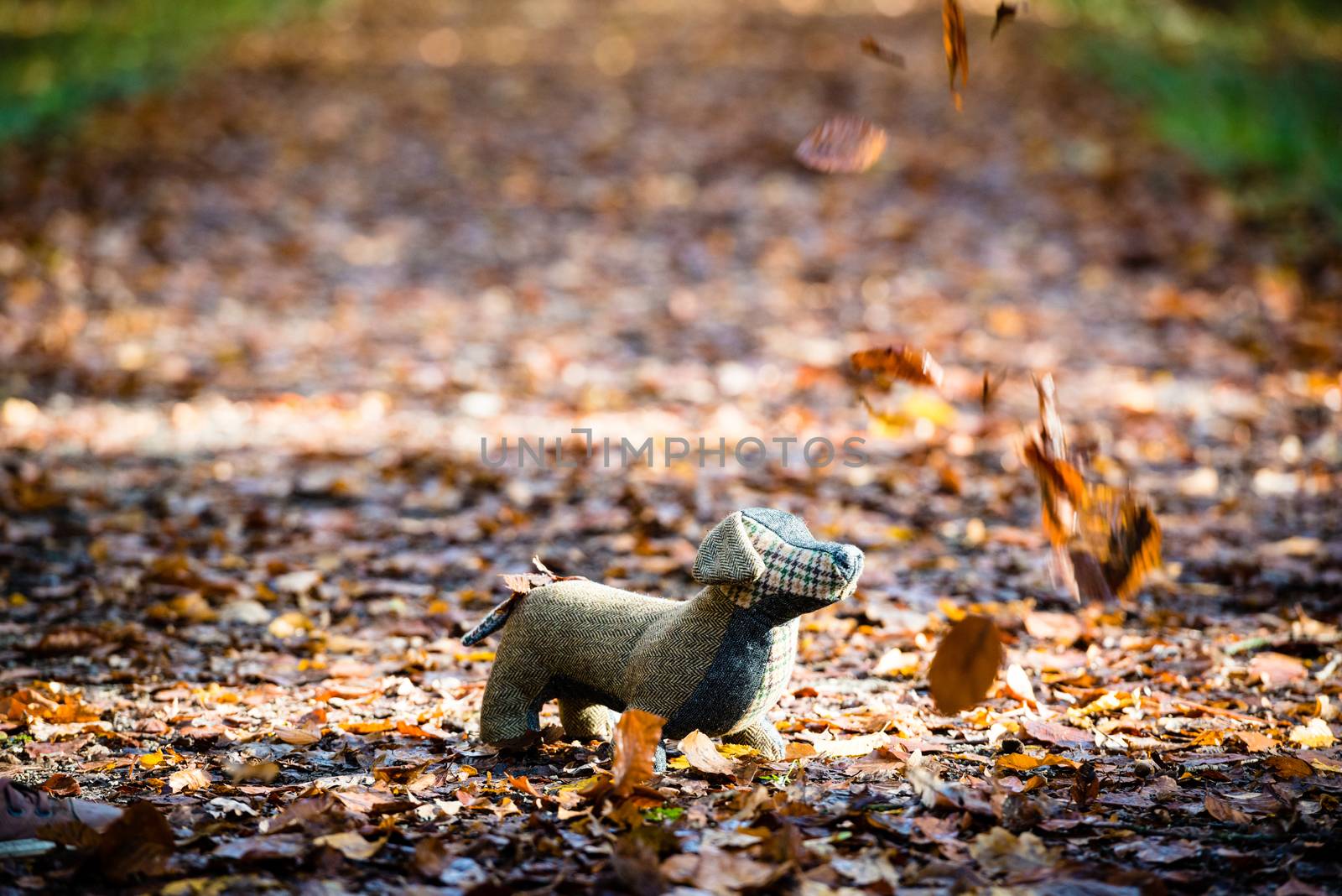 A handmade soft toy dog is placed on an autumn forest floor covered with fallen leaves