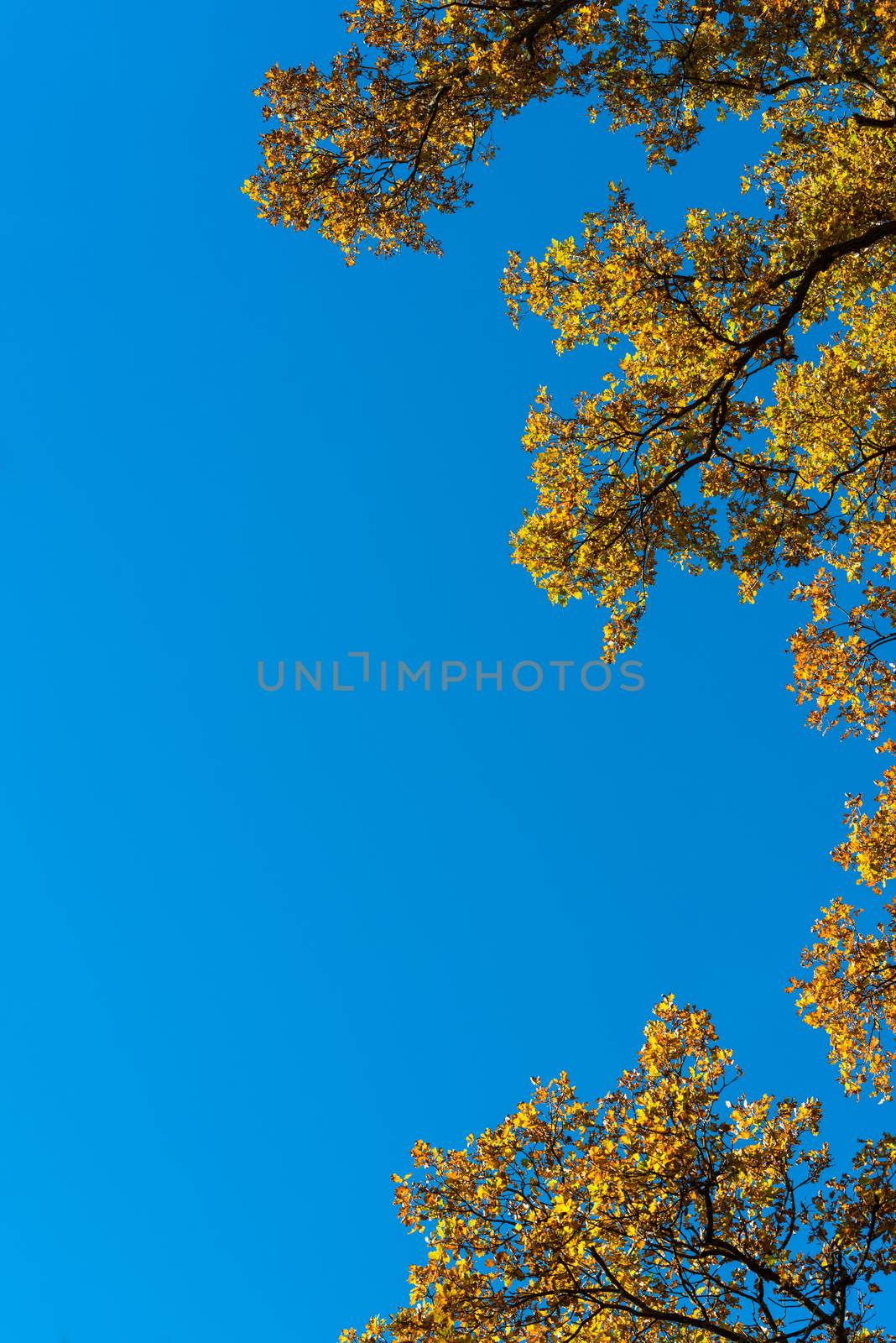 Autumn leaves against great blue sky with space for your copy text