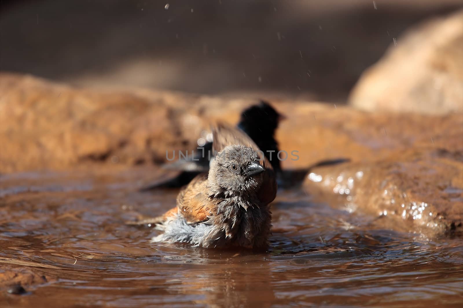 A Swainson's sparrow (Passer swainsonii) on a waterhole in the Ethiopian Mountains.