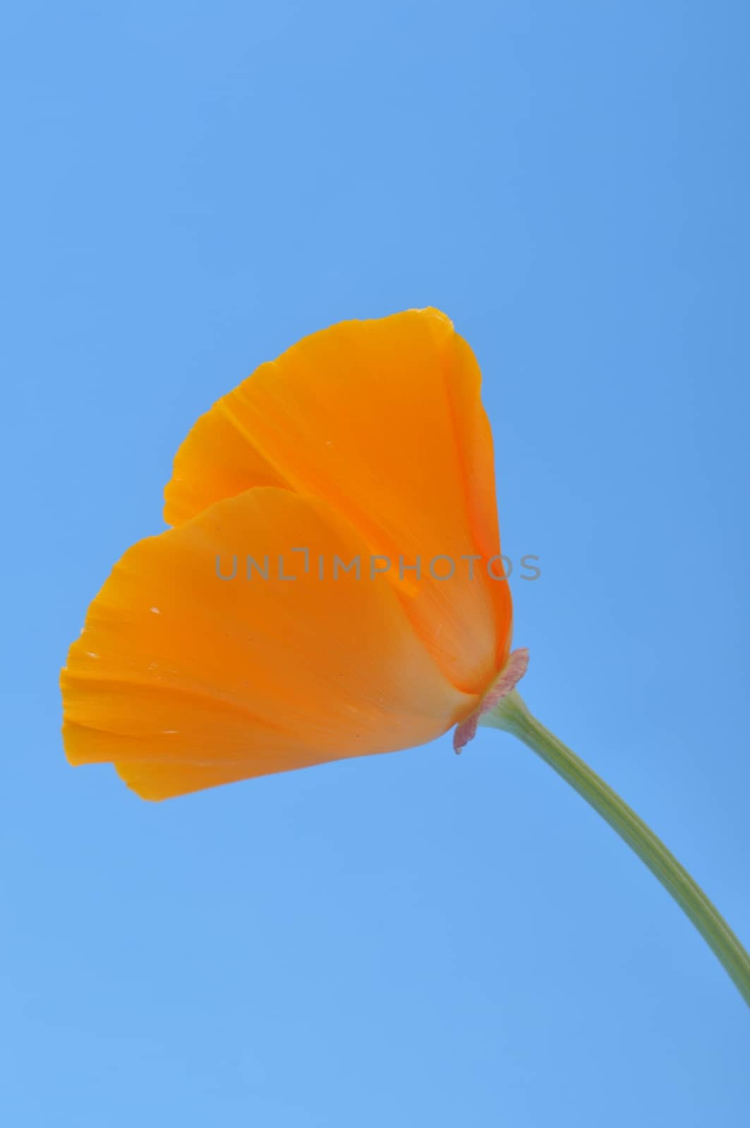 Eschscholzia 