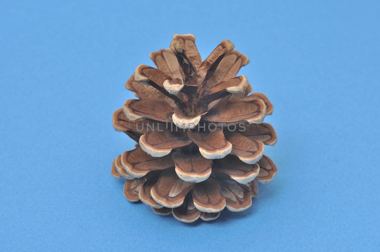Pine cone