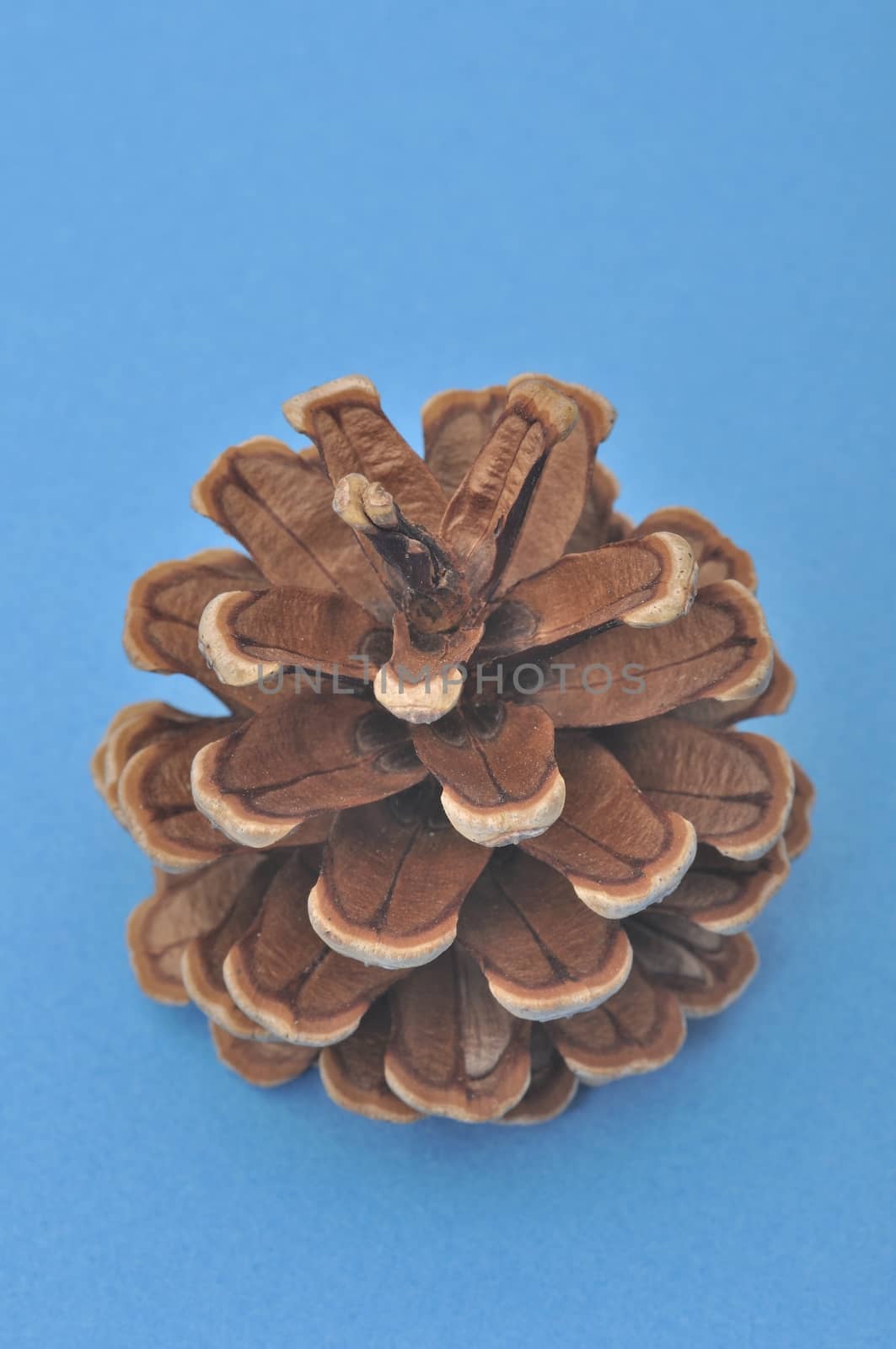 Pine cone