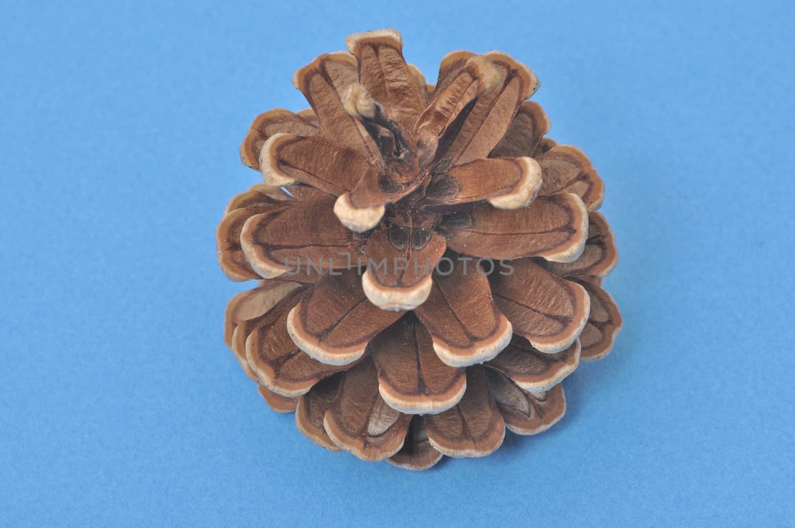Pine cone