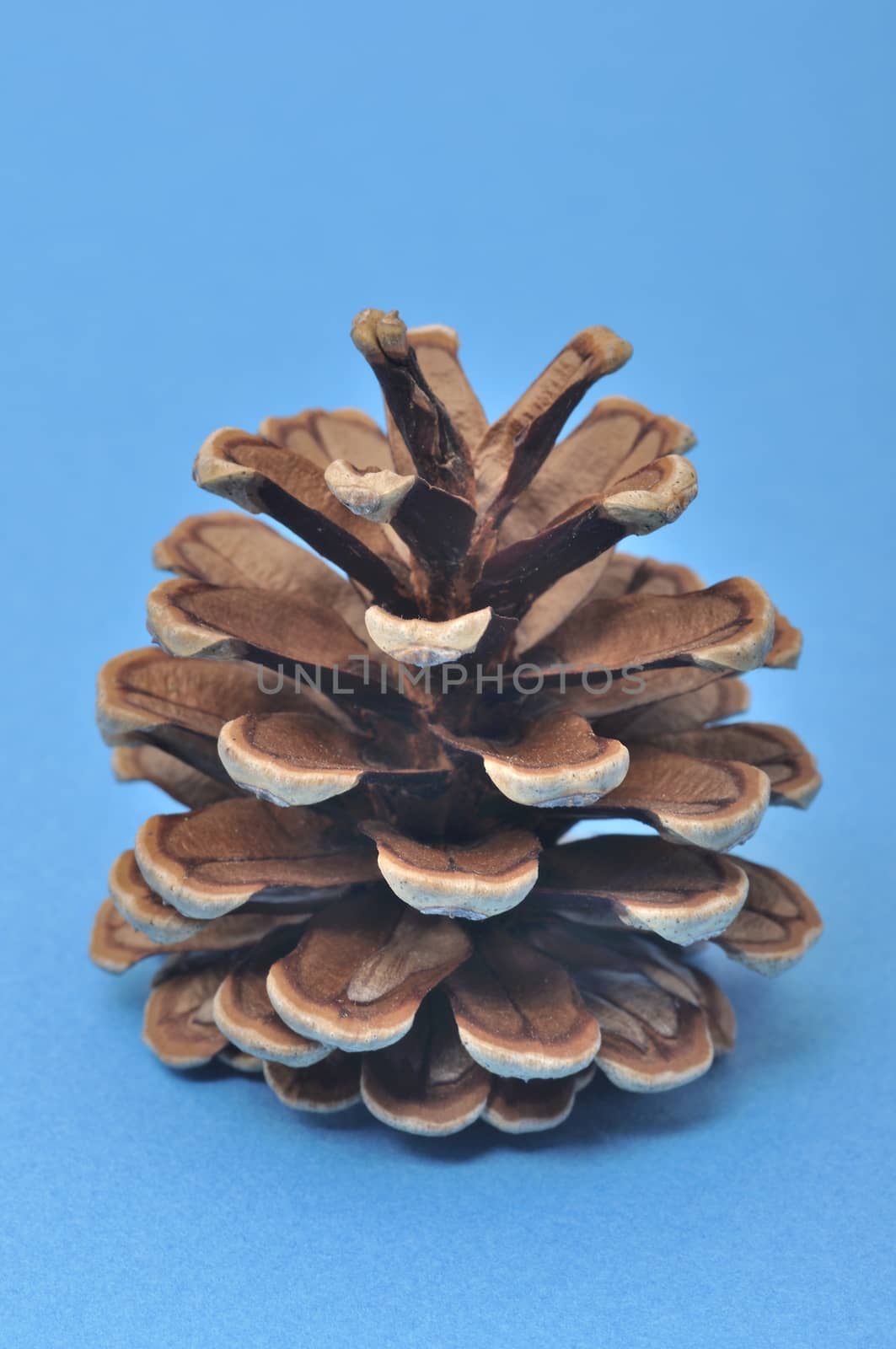 Pine cone