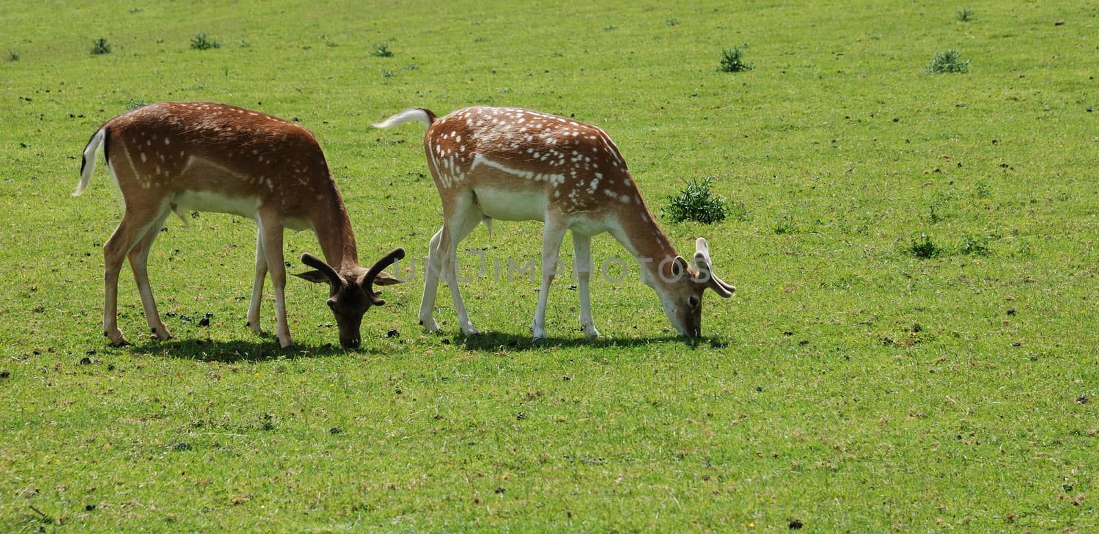 Fallow Deer (Dama dama) by BZH22