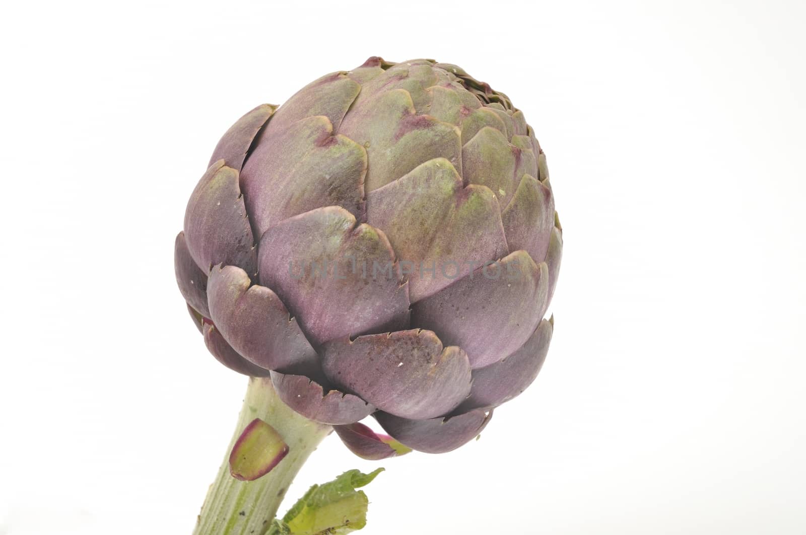 A freshy artichoke on white background