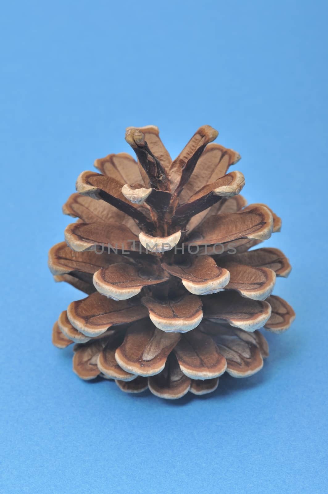 Pine cone