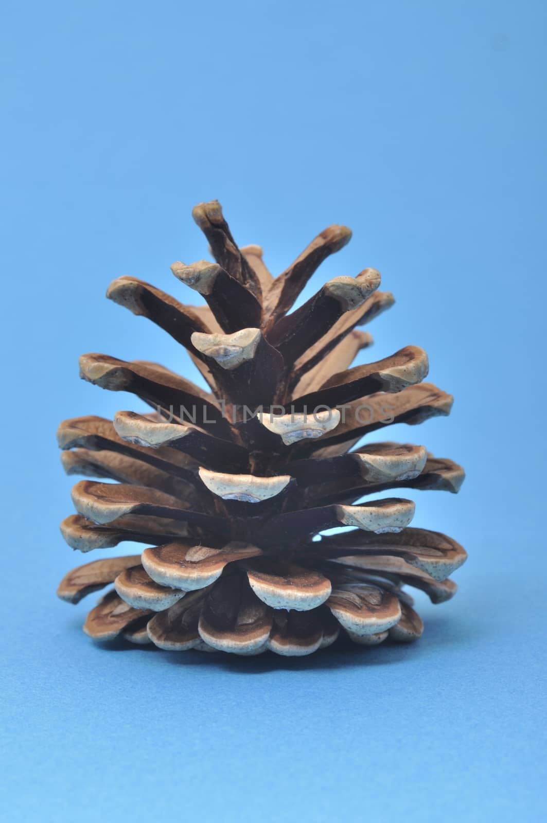 Pine cone