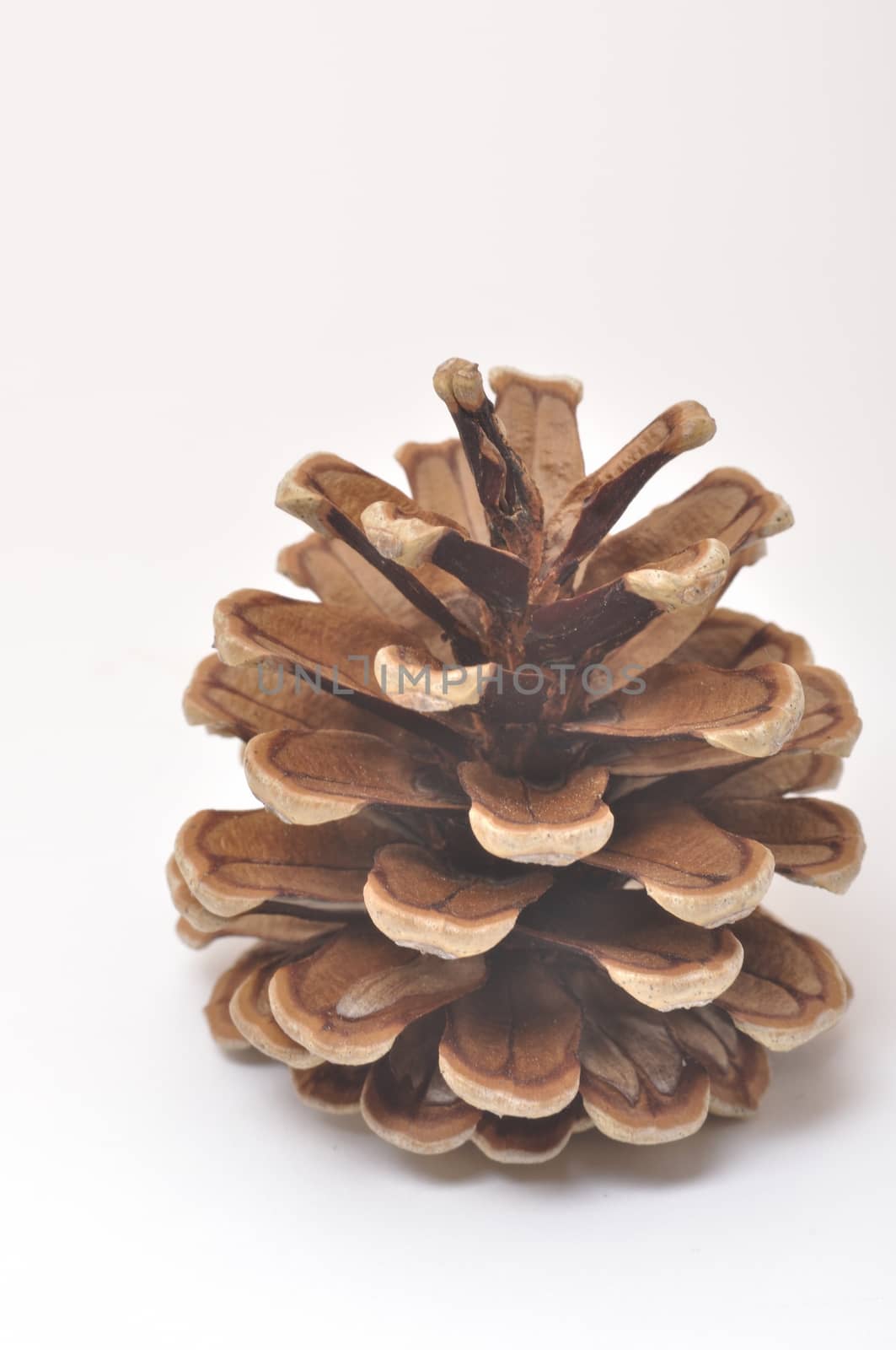 Pine cone