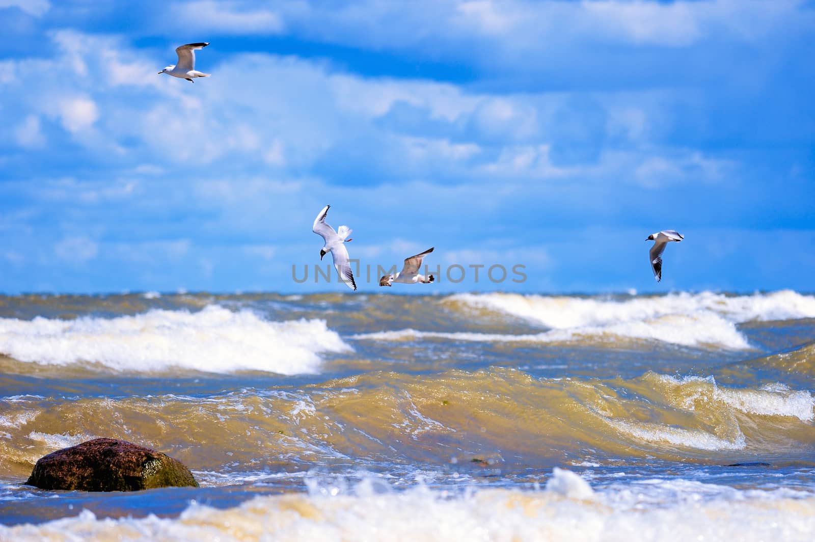 Flying seagulls over surface of the sea