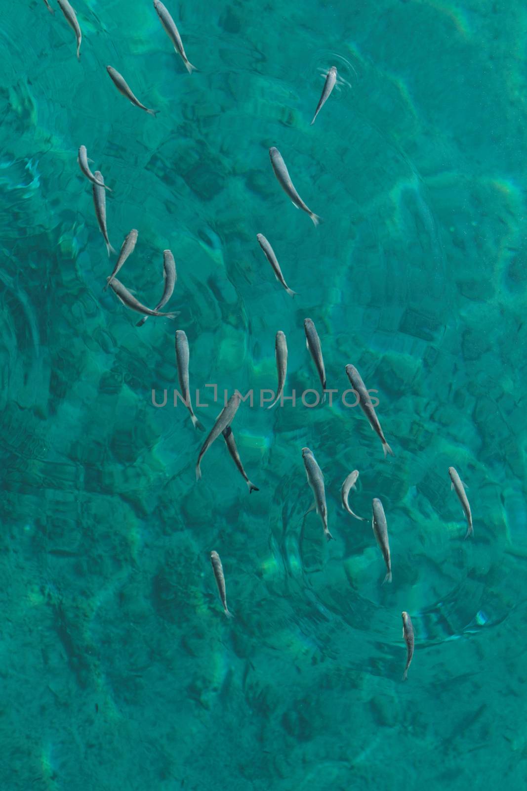 Photo lot of small fish in the sea