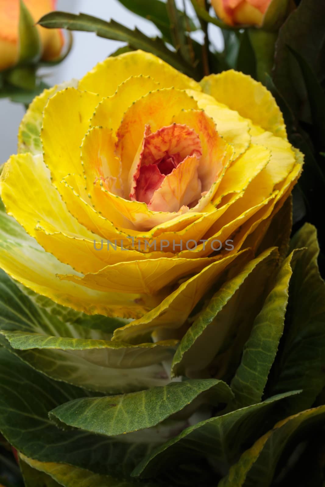 Ornamental kale with yellow, orange, and green leaves (Brassica oleracea) 