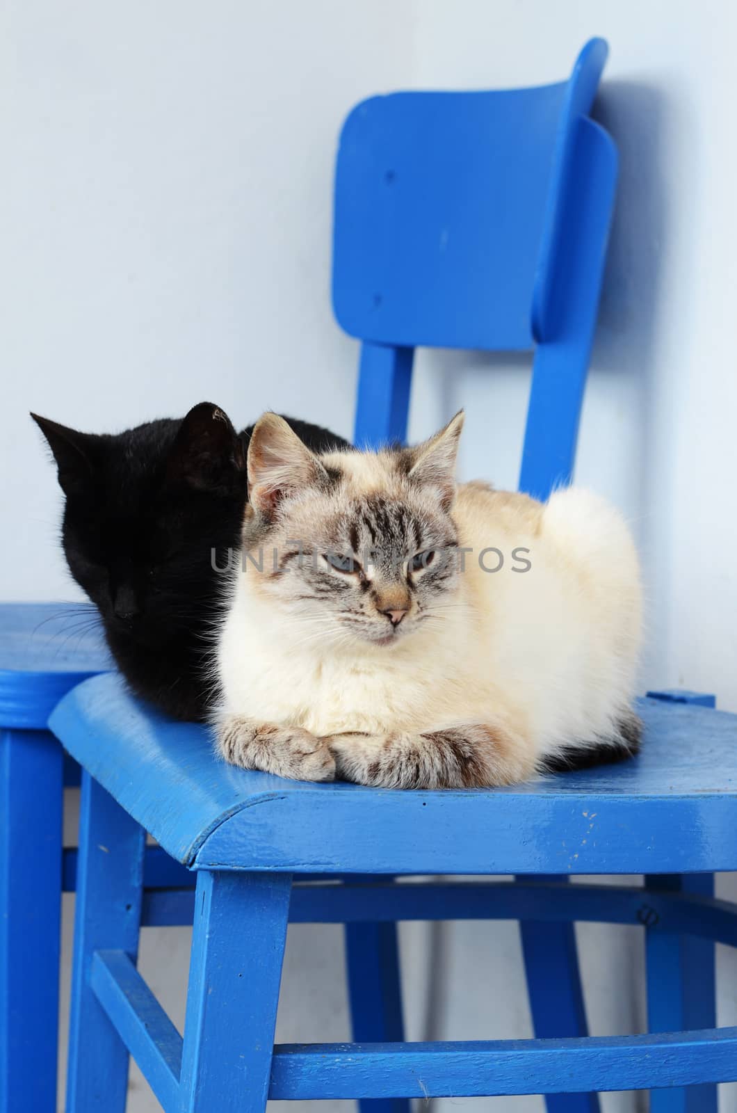 couple of cats