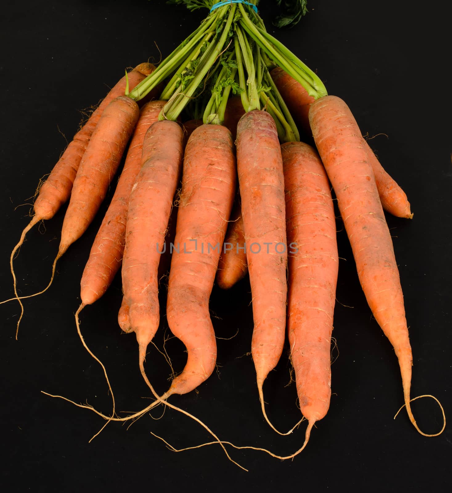 carrot