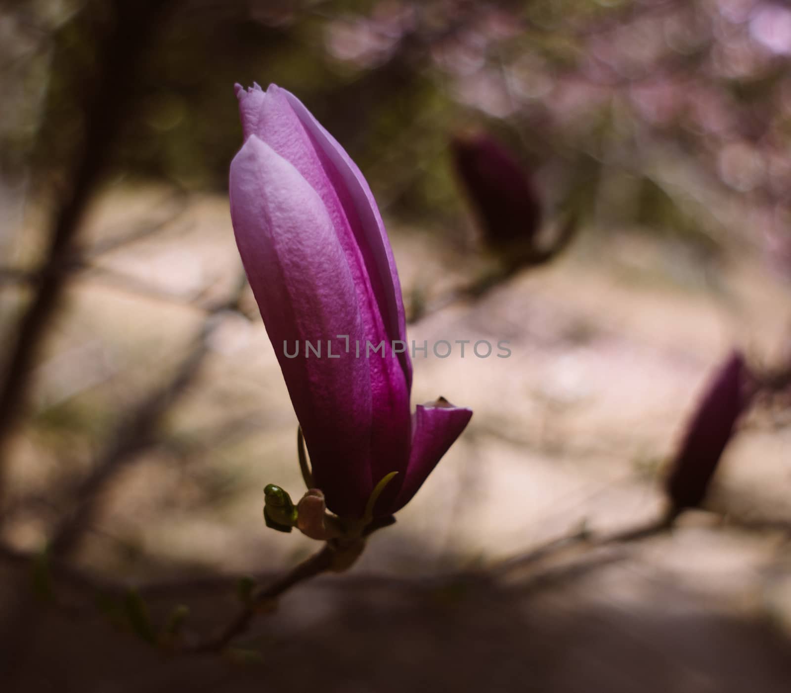 lonely blossoming pink magnolia in the spring