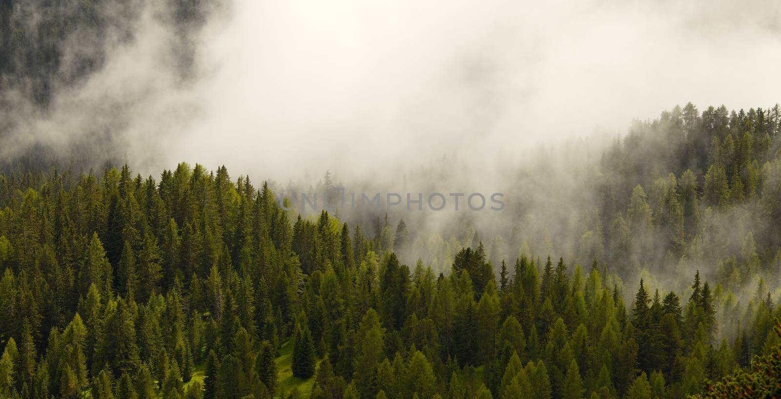 Fog covering the mountain forests