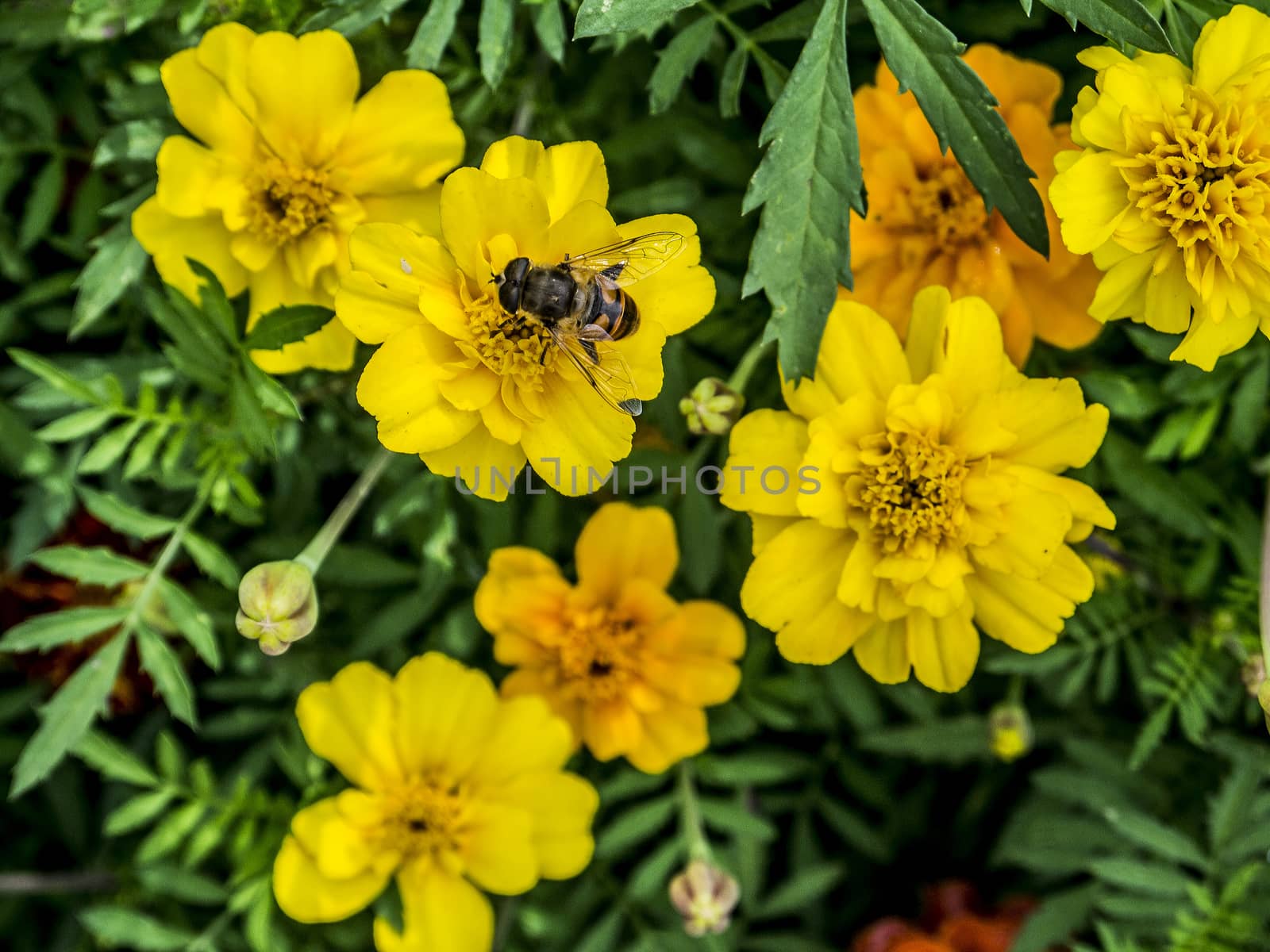 Bumble-bee on marigold.







Bumble-bee on