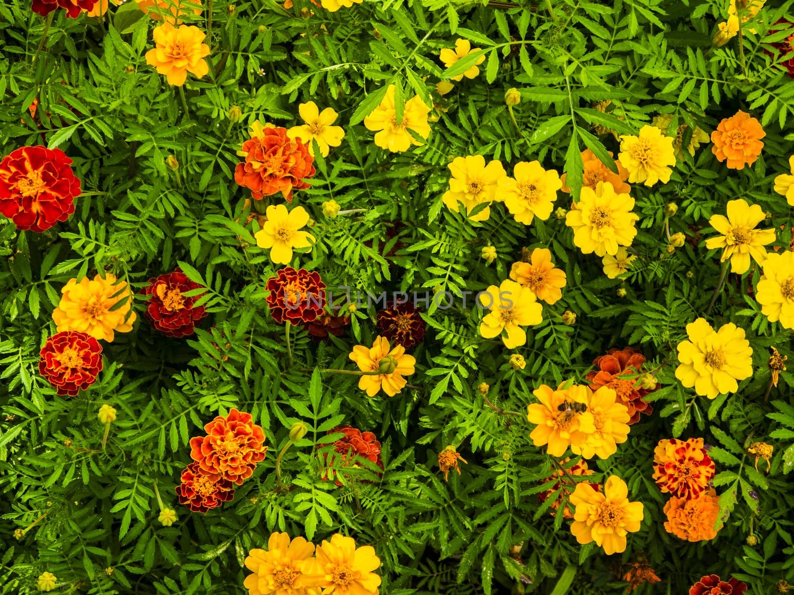 Yellow and red marigolds.
