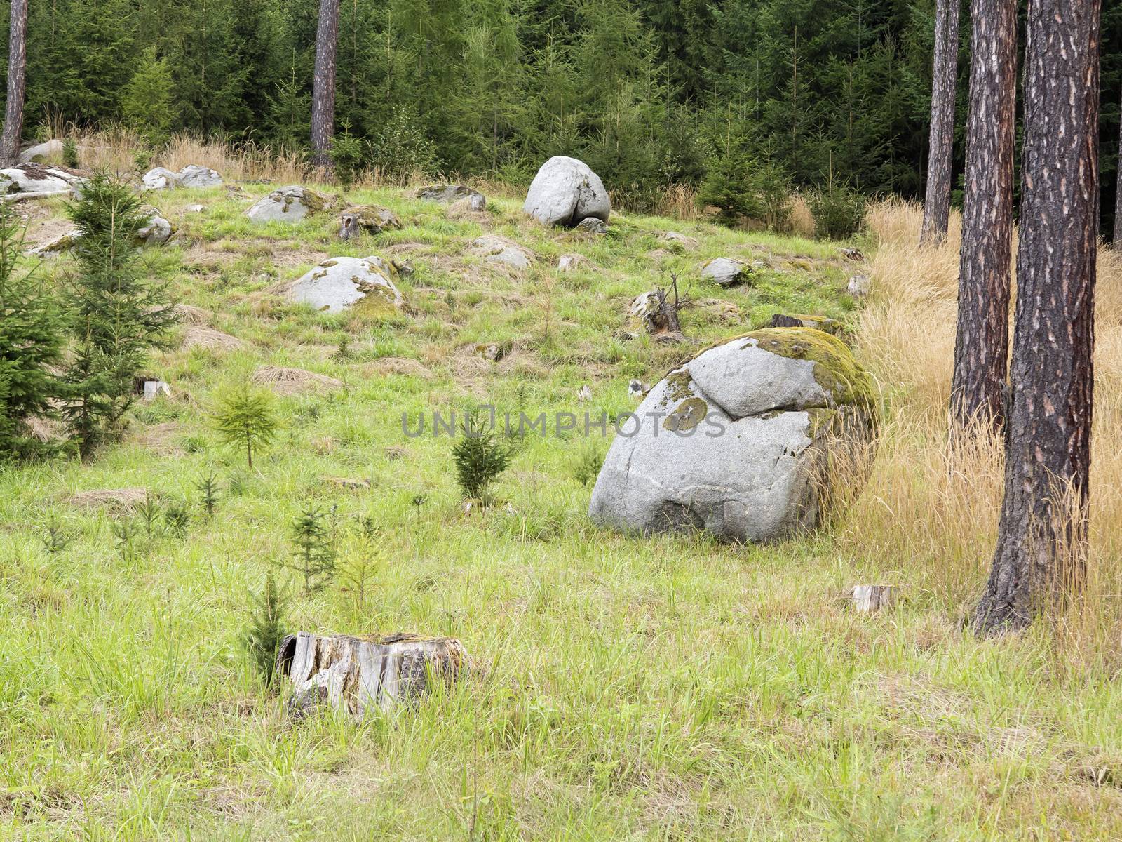 Image of the big boulders in the coniferous forest