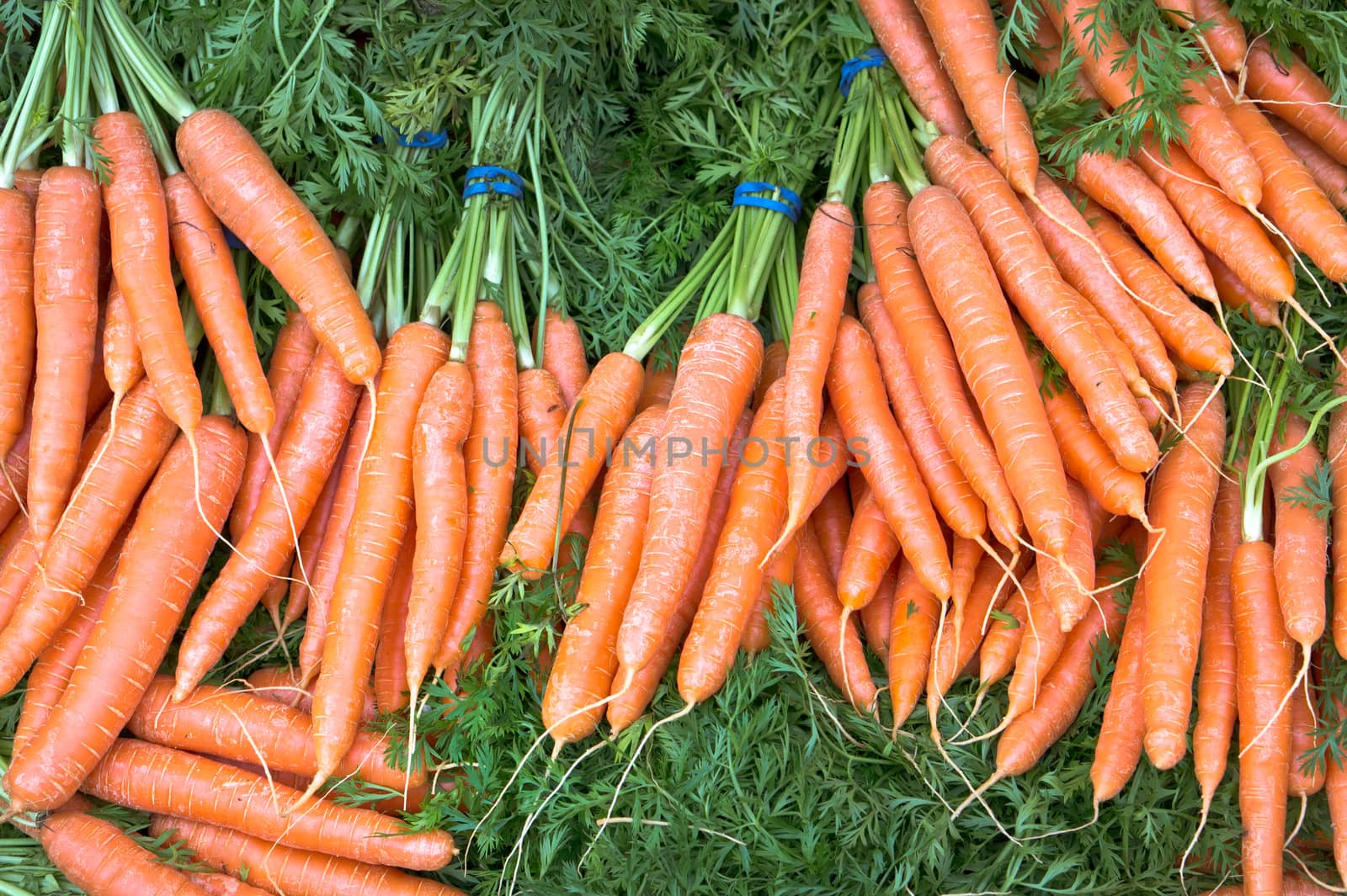 Bunches of freshly picked carrots