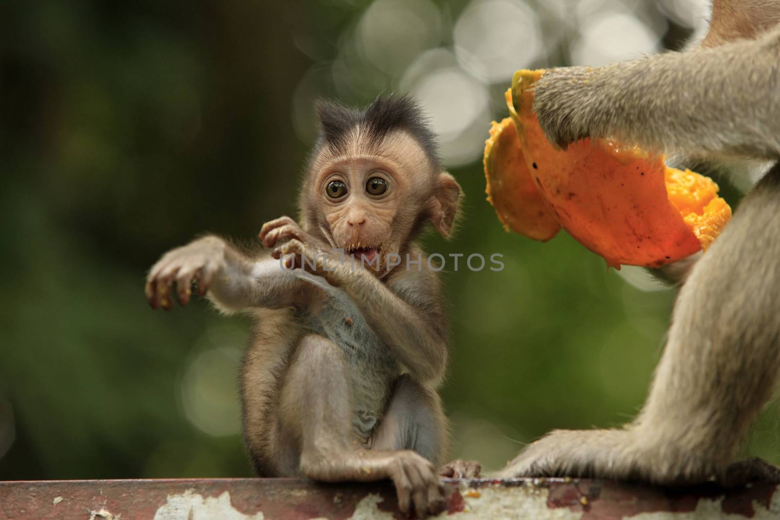 Family of monkeys. Sihanoukville