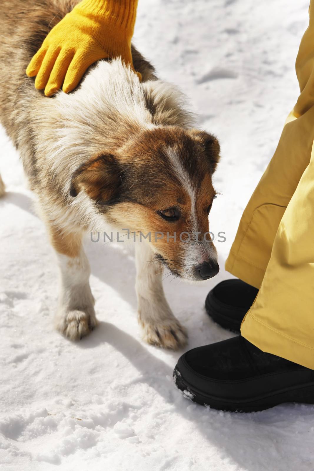 Girl stroking a stray dog