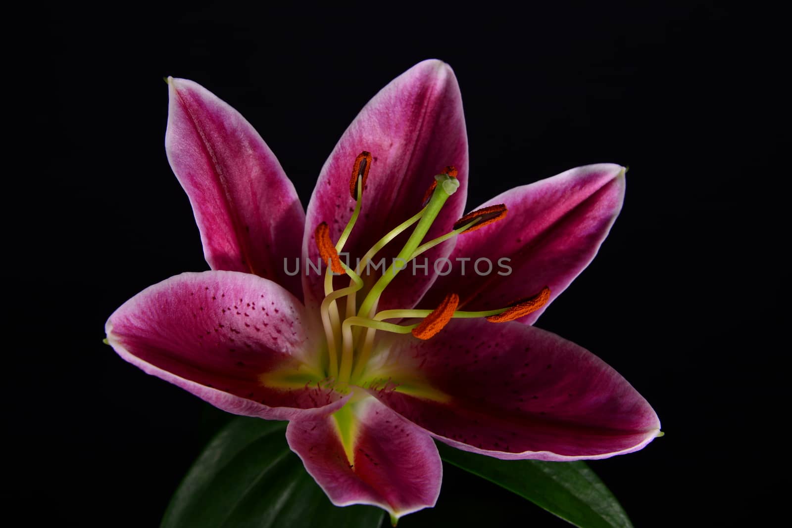 Photo of a purple lily over a black background. Taken in Riga, Latvia.