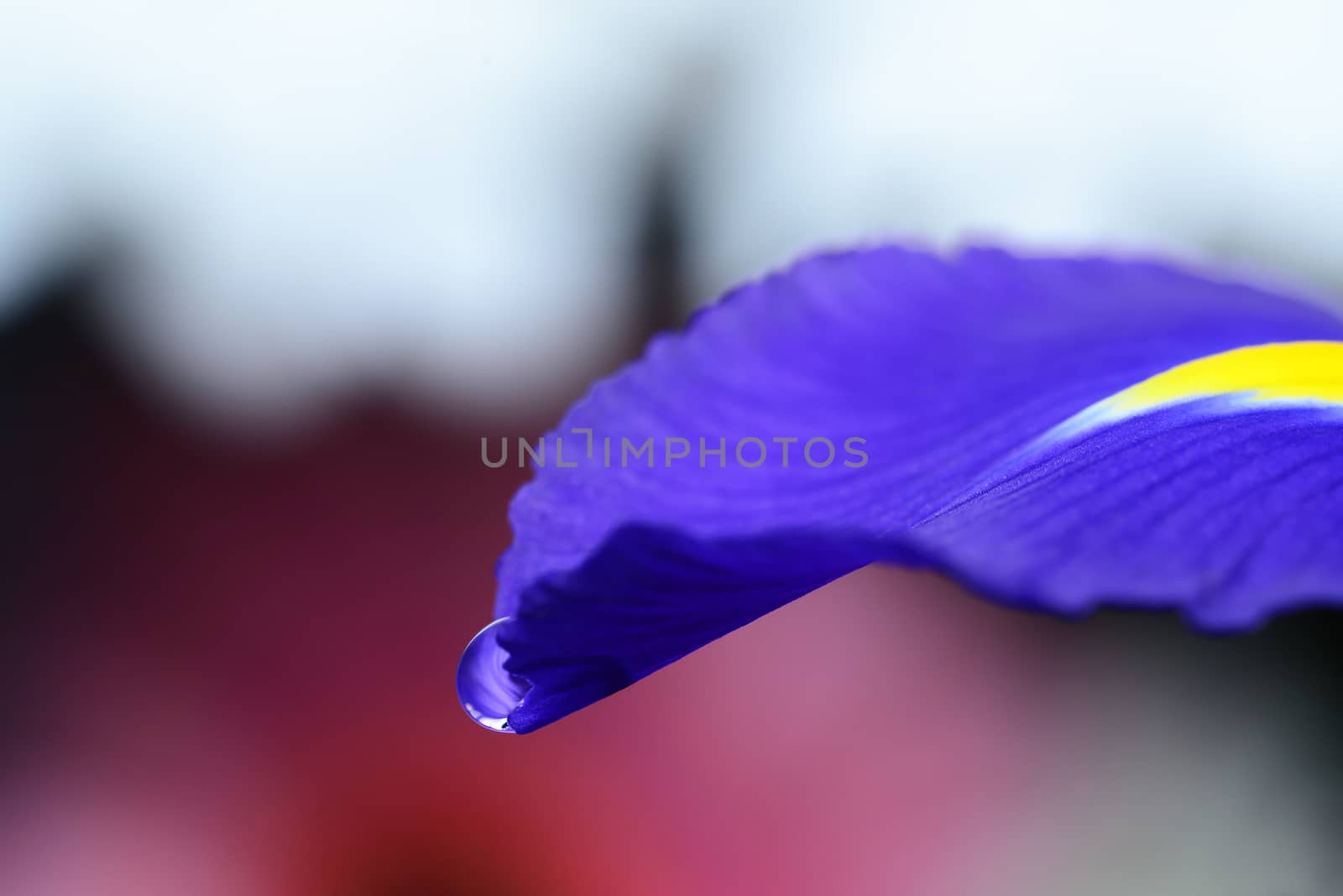 Photo of a water drop on a viola flower petal. Creative photography
