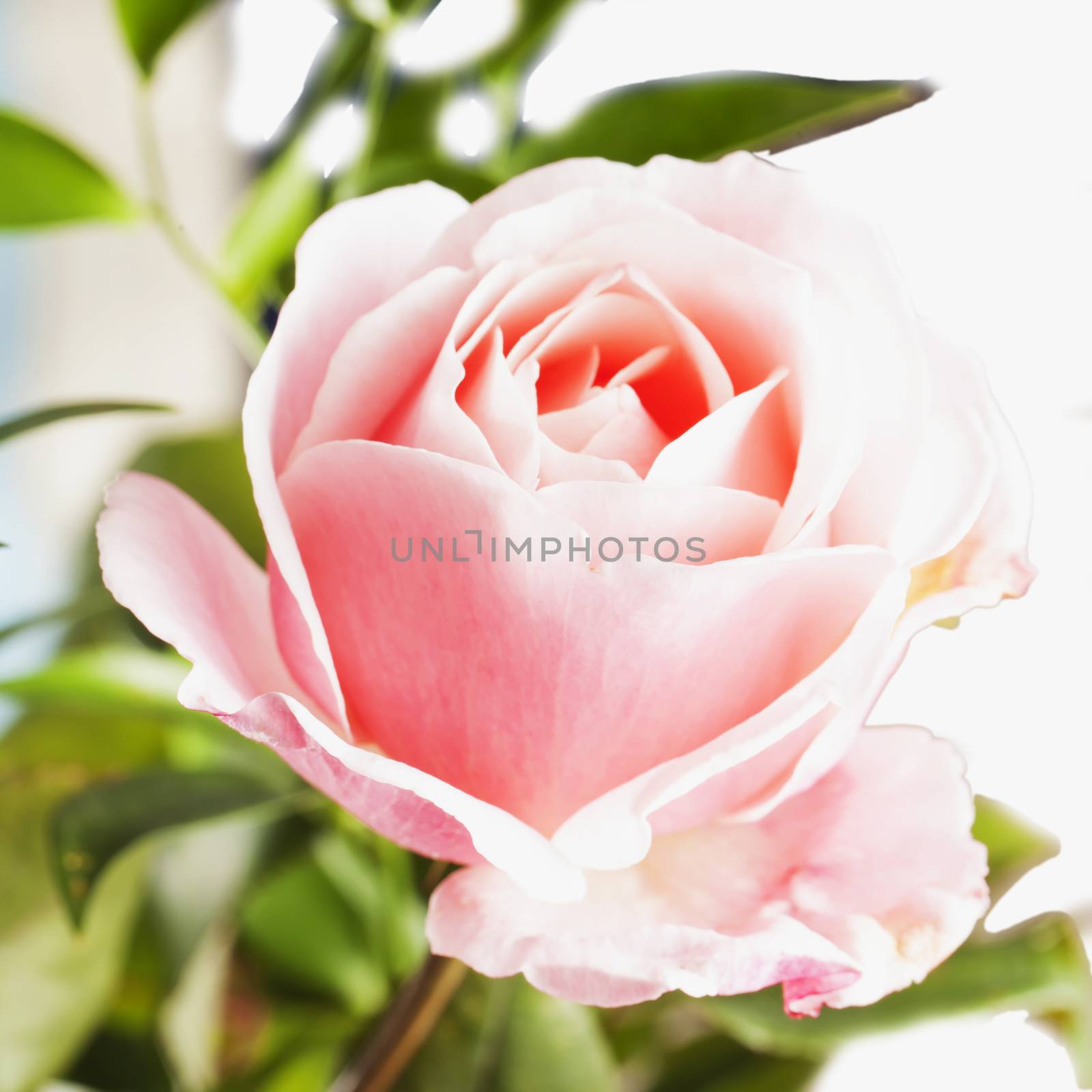 Pink rose in strict close up, square image