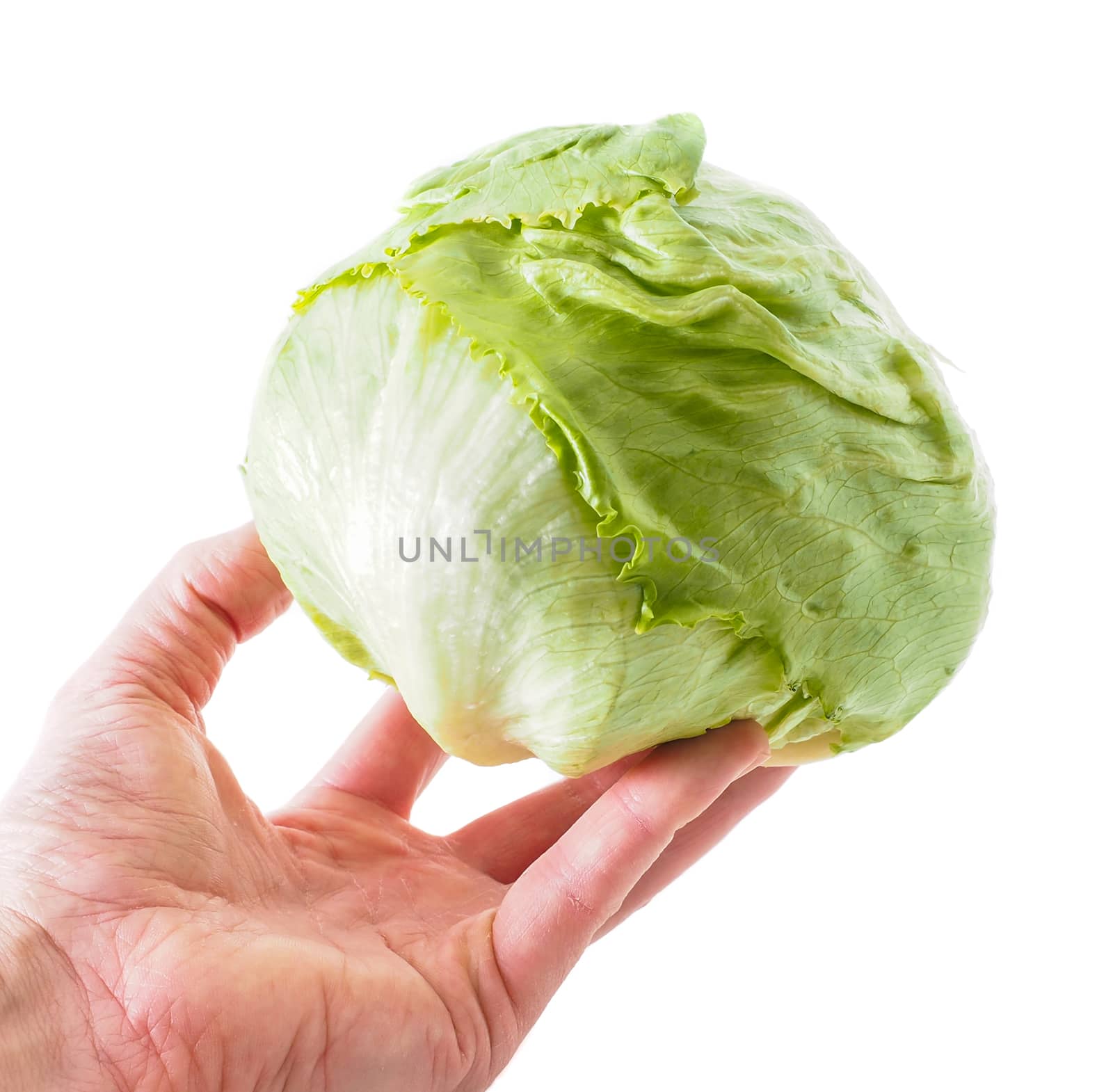 Hand holding a whole fresh green lettuce isolated towards white